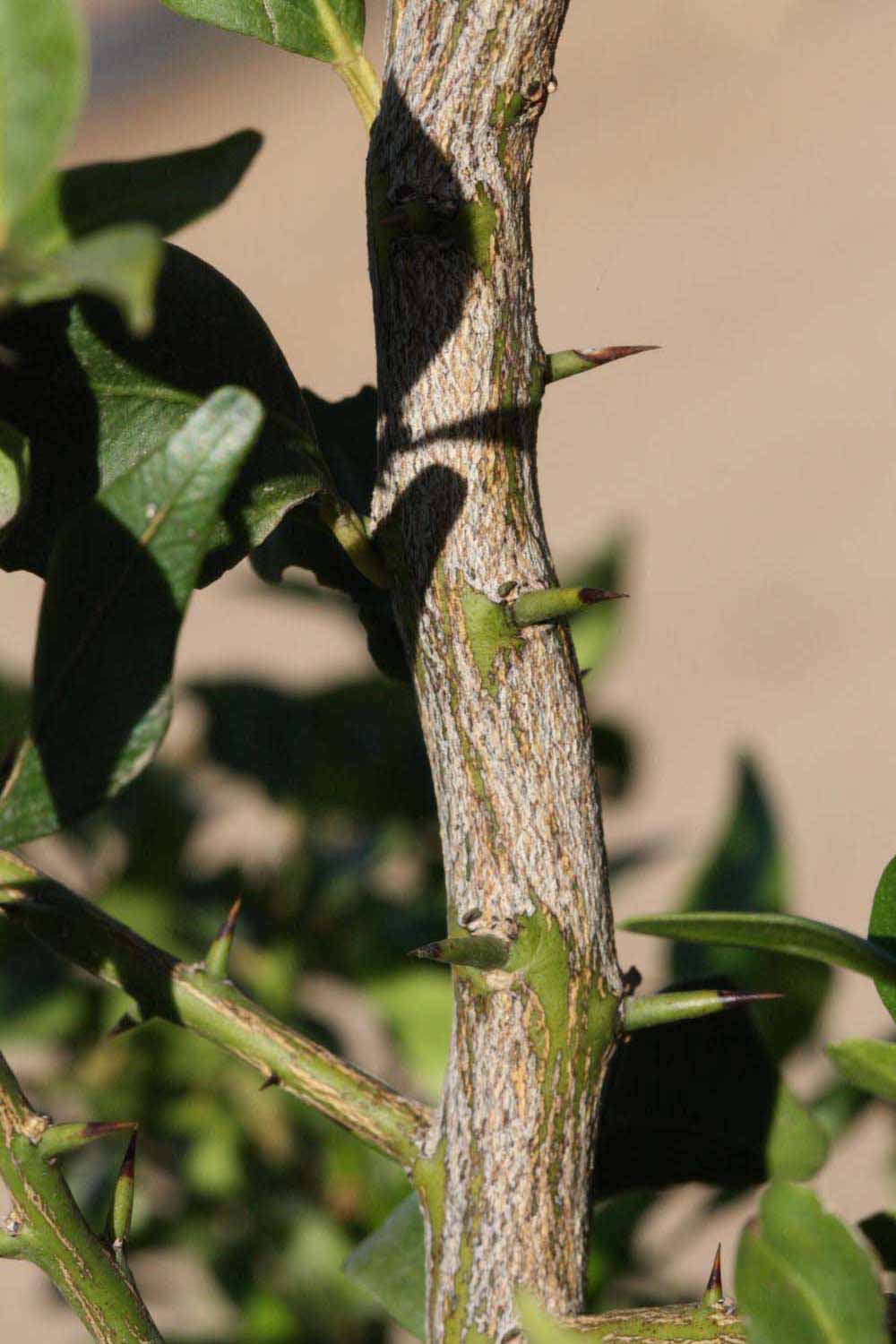             Second - third year twig with thorns (Riverside,   CA)       